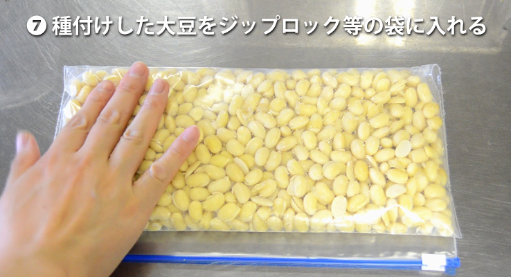 種付けした大豆をジップロック等の袋に入れる