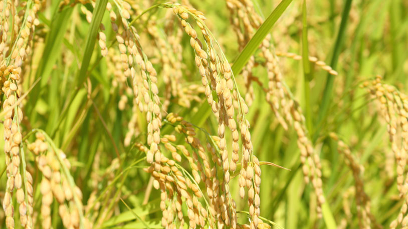 Pestiside-free and Fertilizer-free Asahi Brown Rice