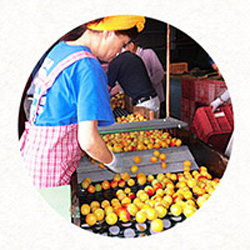 sorting plums to make umeboshi