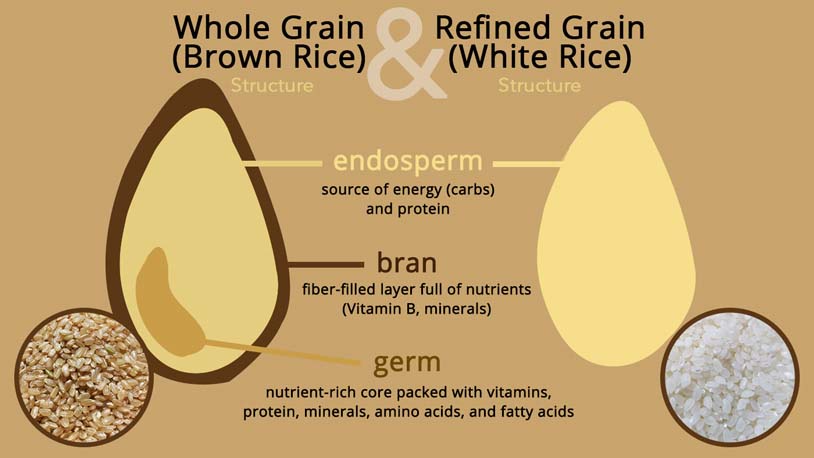 structure of brown and white rice